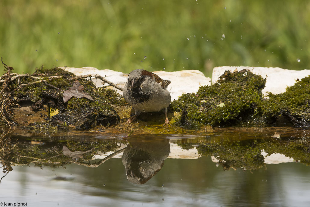 moineau drink station.JPG