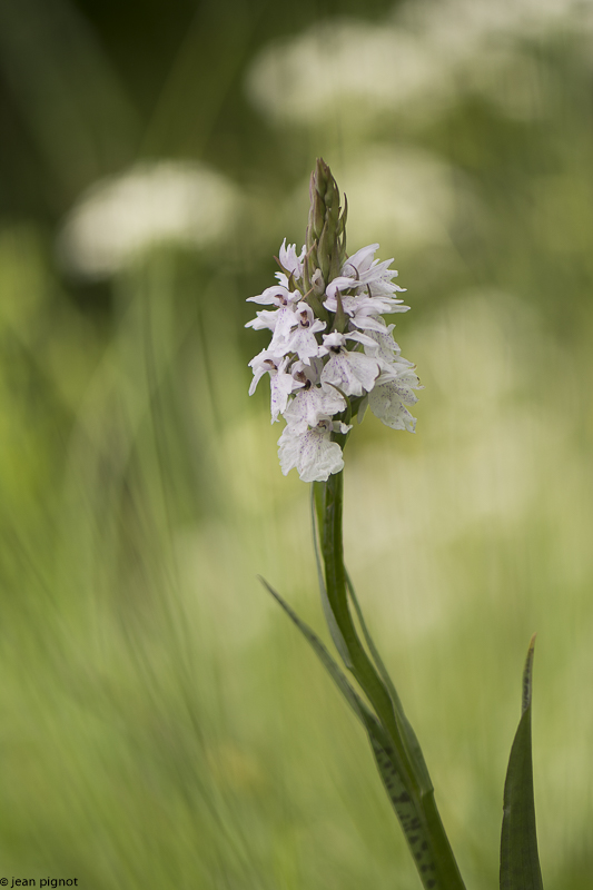 orchis a feuilles tachetées.JPG