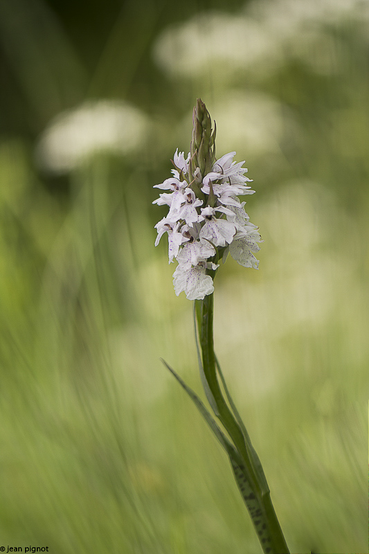 orchis a feuilles tachetées-2.JPG