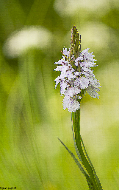 orchis a feuilles tachetées-3.JPG