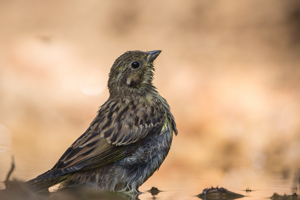 Bruant jaune (Emberiza citrinella) (1).jpg