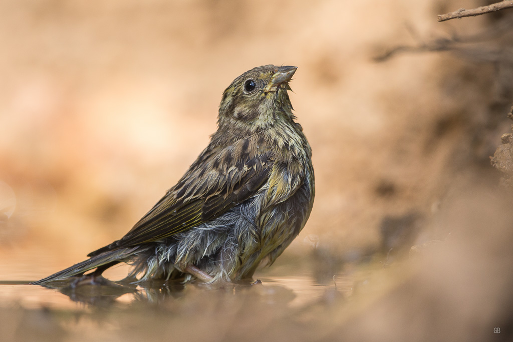 Bruant jaune (Emberiza citrinella) (2).jpg