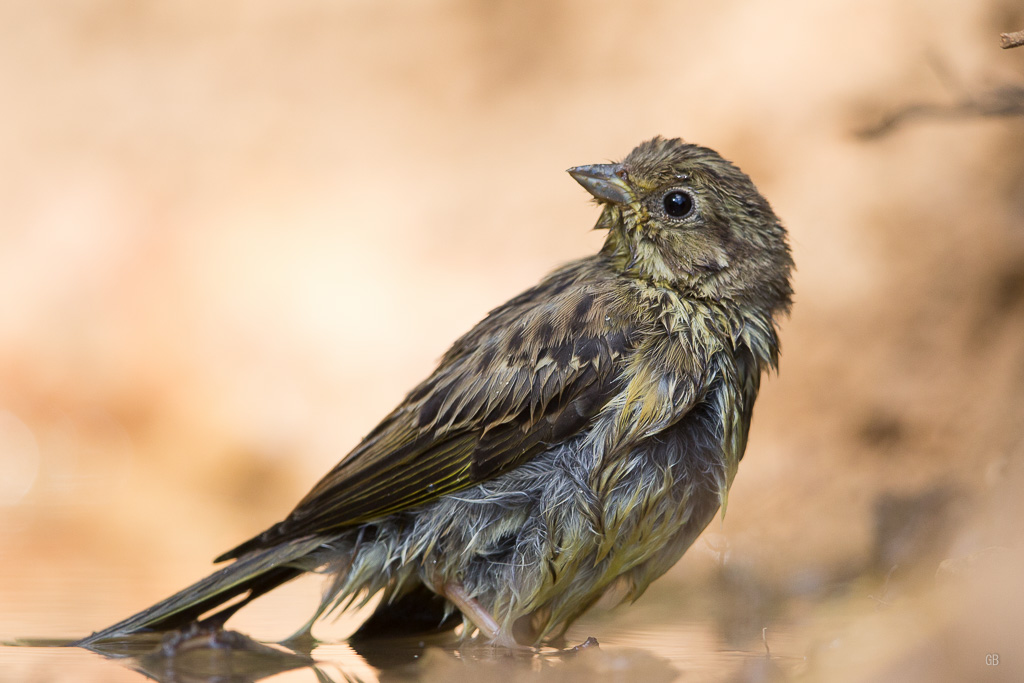 Bruant jaune (Emberiza citrinella) (3).jpg