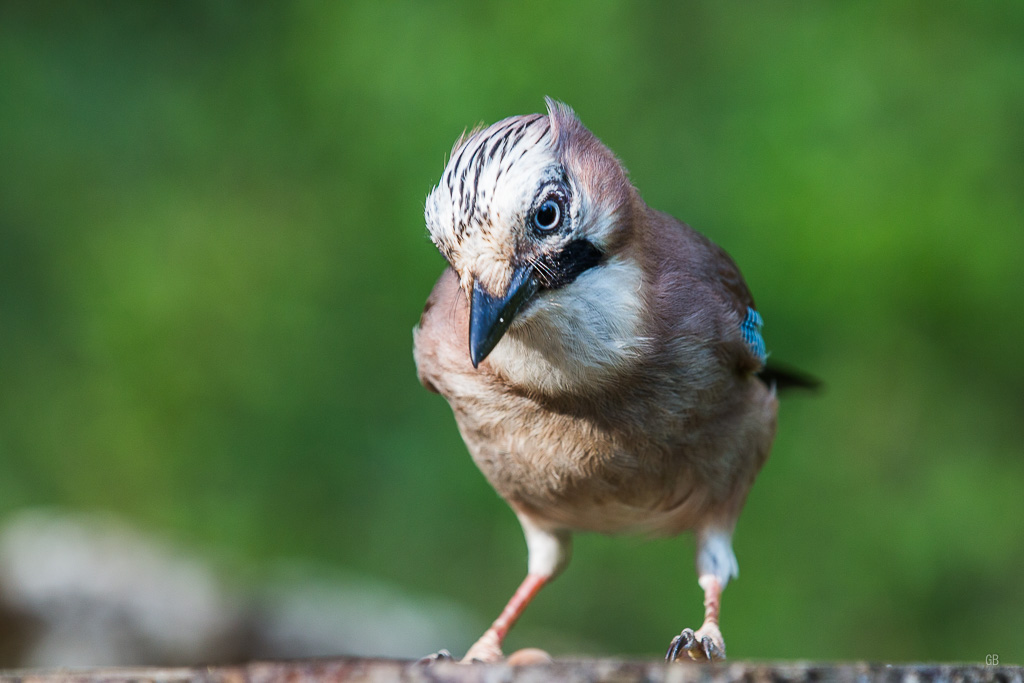 Geai des Chênes (Garrulus glandarius) (1).jpg