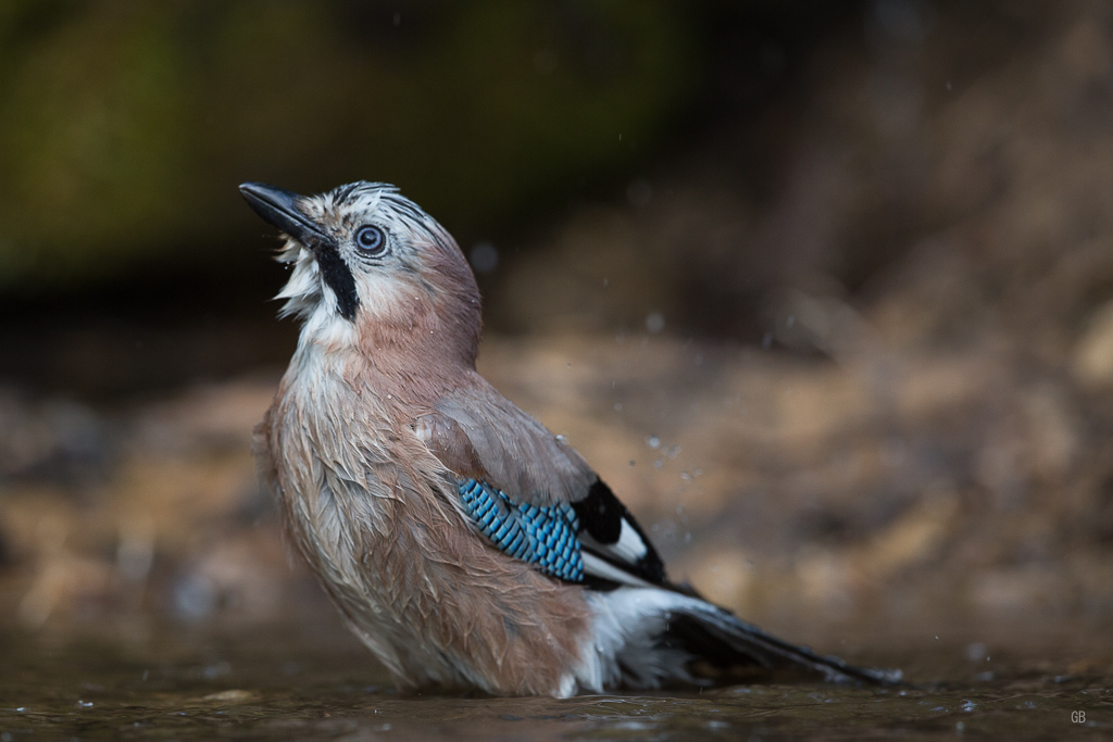 Geai des Chênes (Garrulus glandarius) (2).jpg