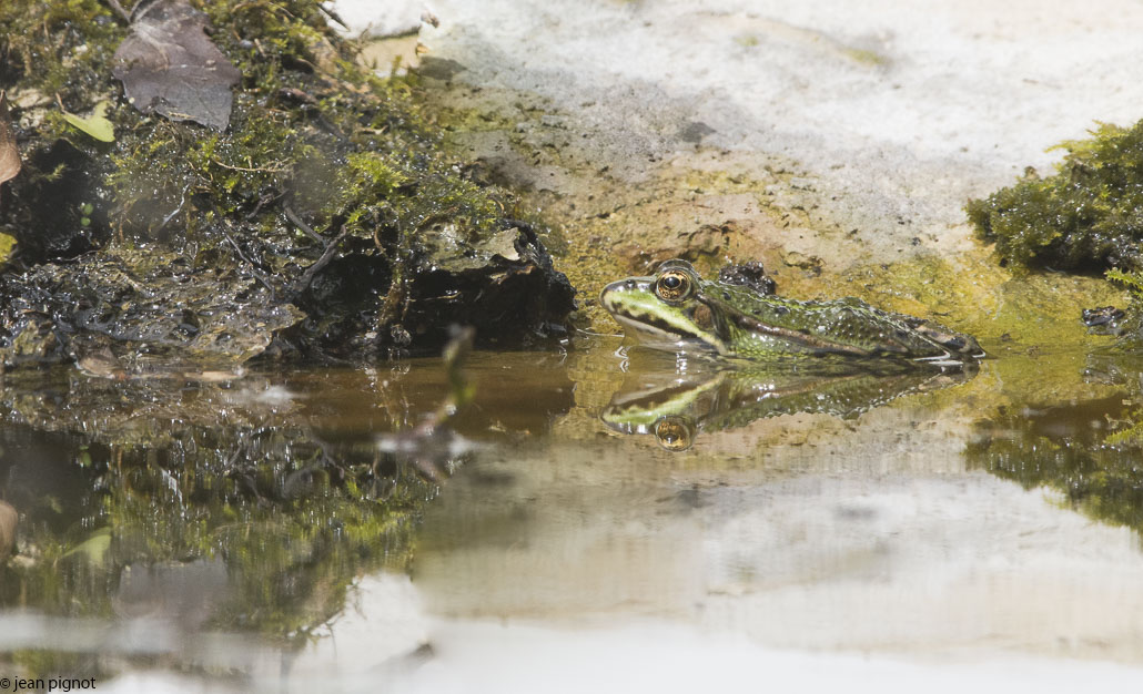 grenouille verte a la drink-2.JPG