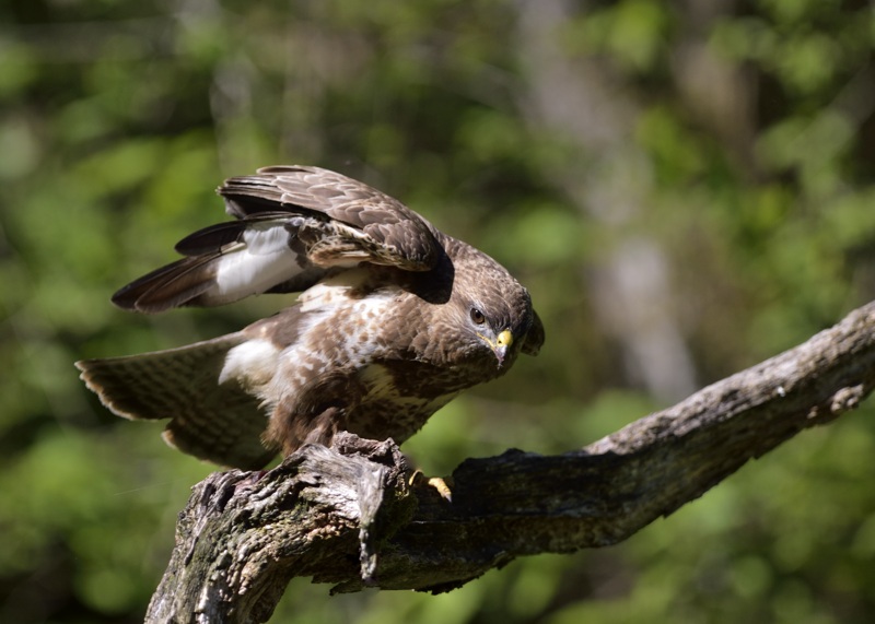 Buse variable_28.jpg