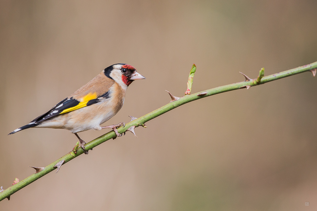 Chardonneret Elégant (Carduelis carduelis) (3).jpg