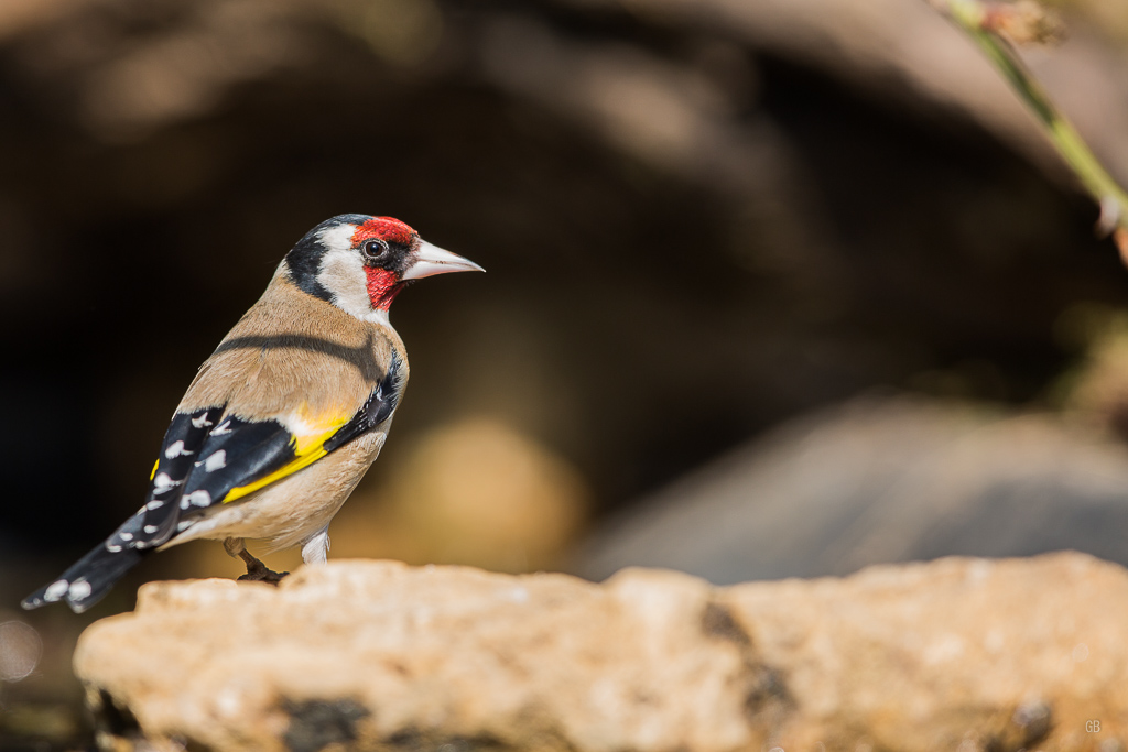 Chardonneret Elégant (Carduelis carduelis) (4).jpg