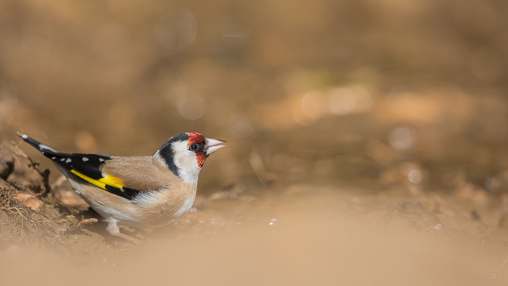 Chardonneret Elégant (Carduelis carduelis) (6).jpg