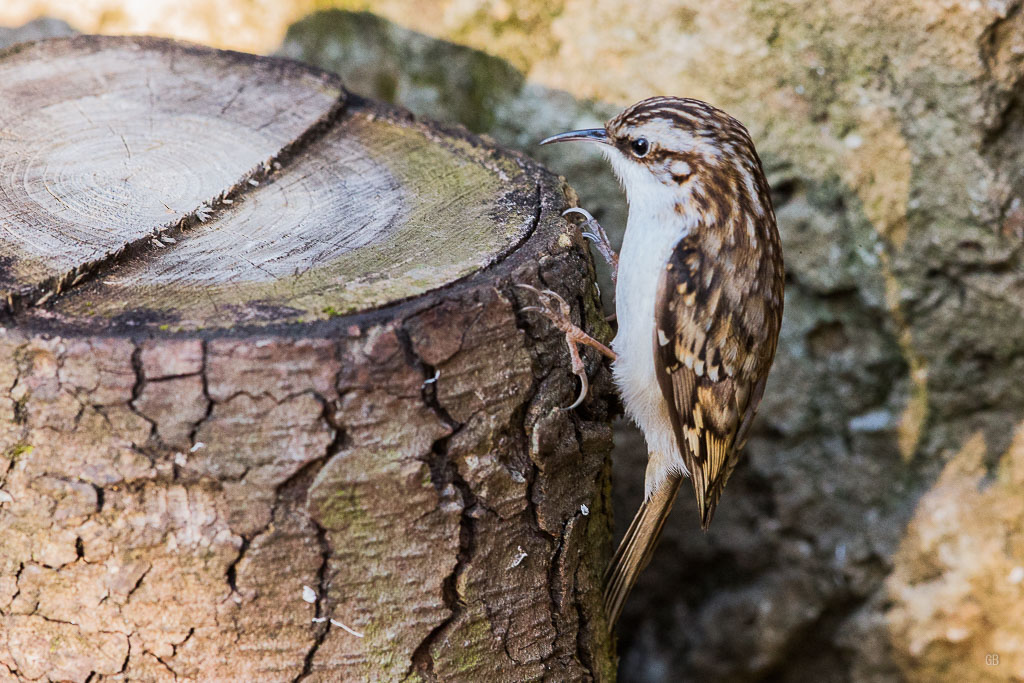 Grimpereau des Bois (Certhia familiaris)-7.jpg