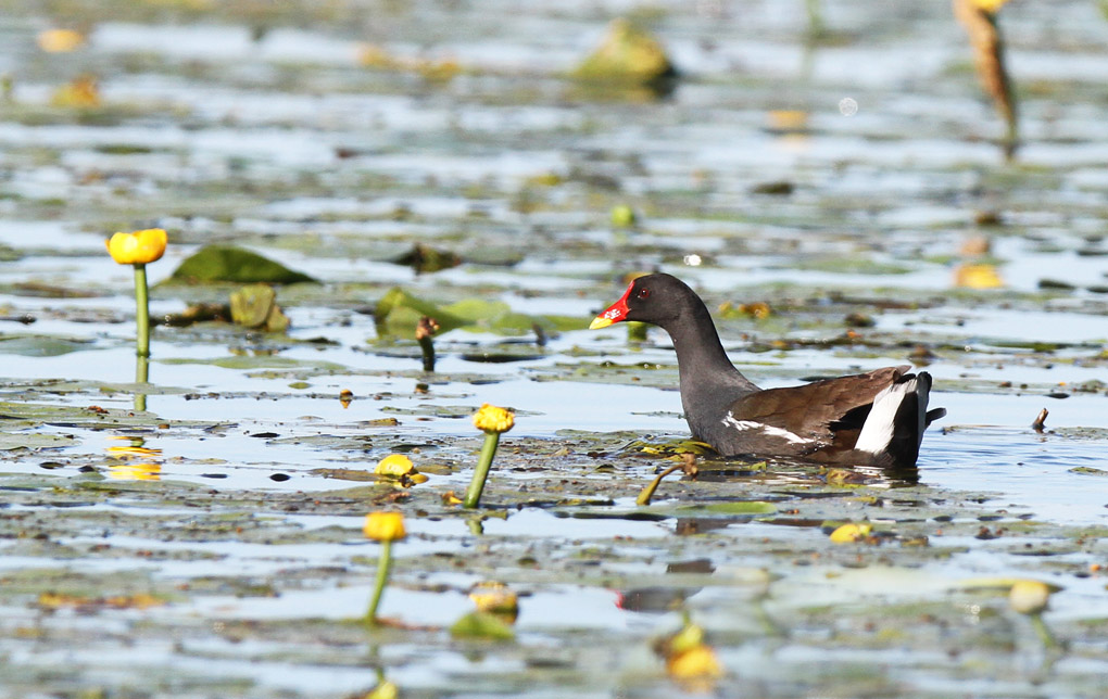 3 poule d'eau_modifié-1.jpg