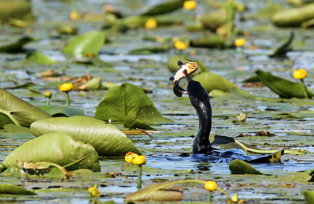 5 cormoran saut poisson chat_modifié-2.jpg