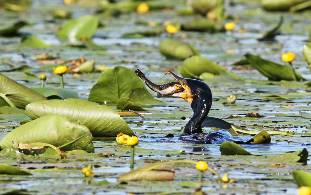 6 cormoran saut poisson chat_modifié-1.jpg