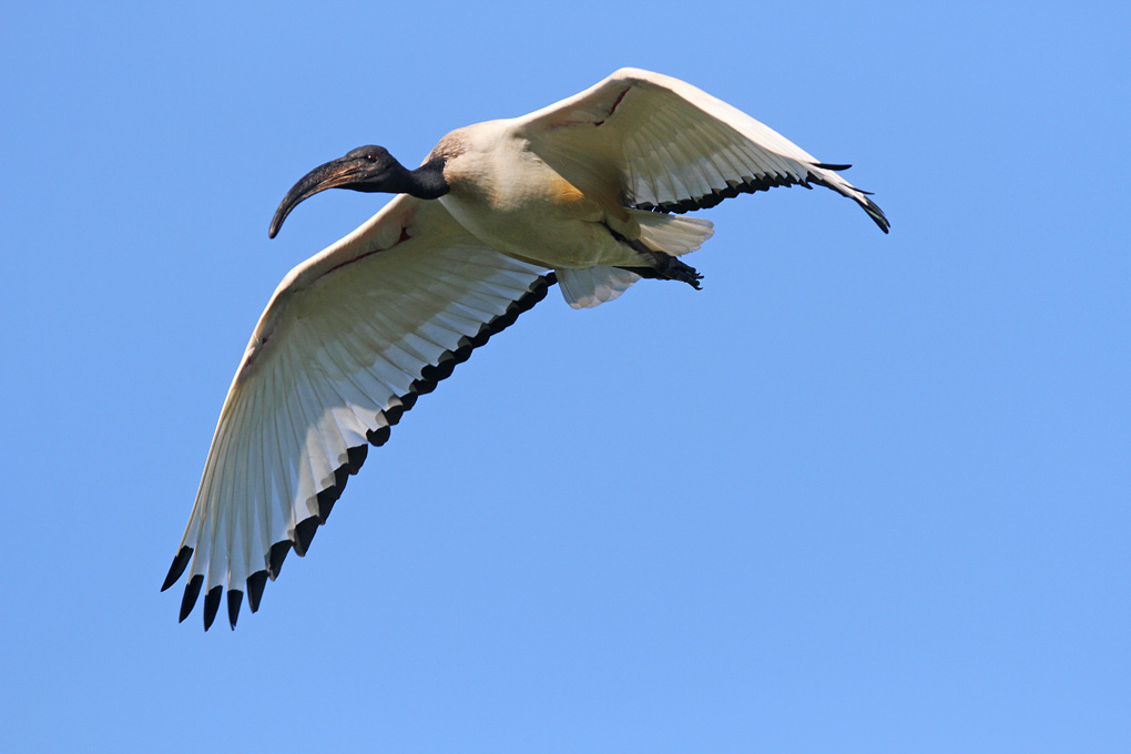 7 ibis curieux_modifié-1.jpg