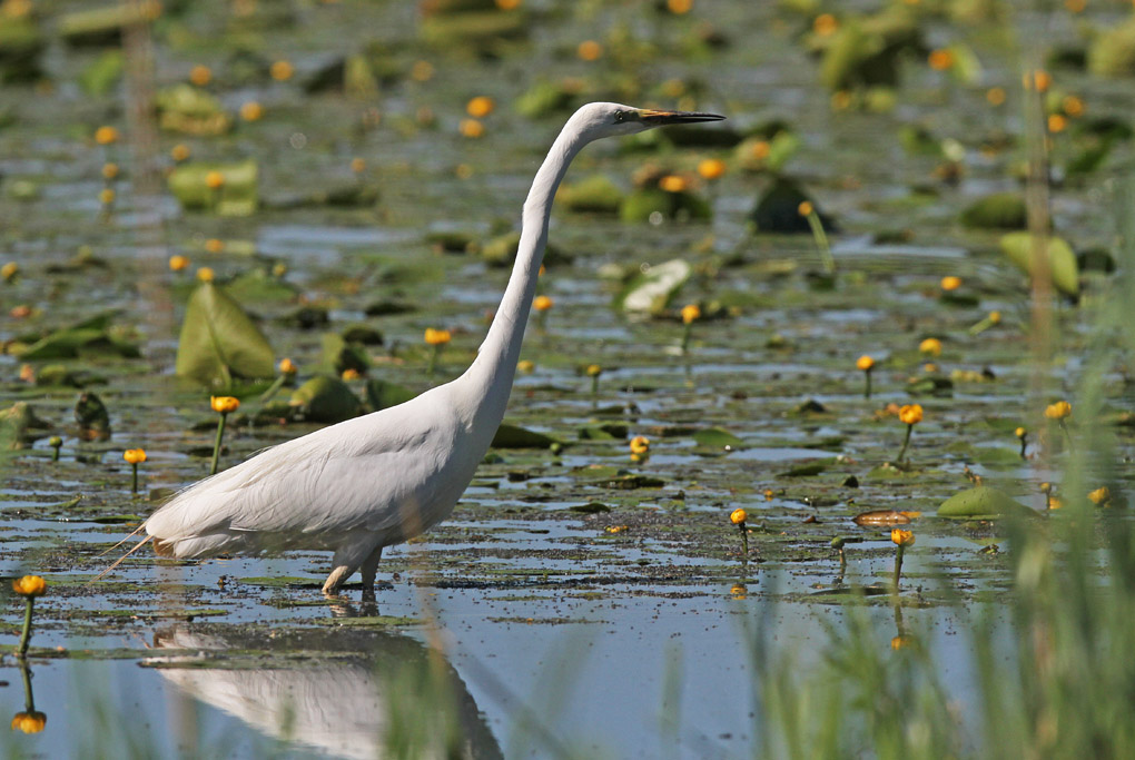 11 grande aigrette 3_modifié-1.jpg