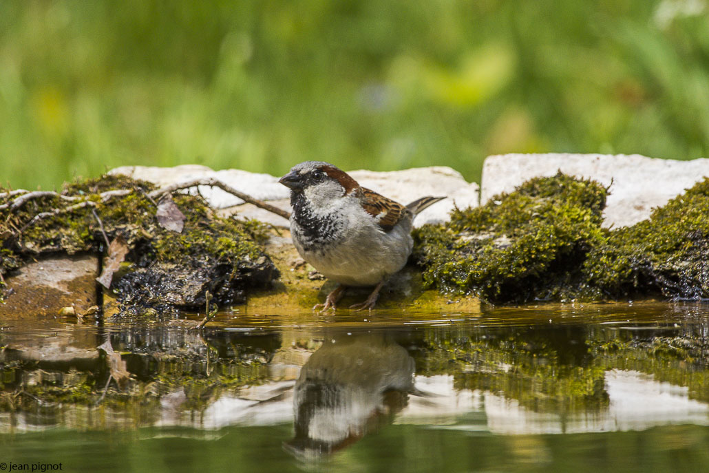 moineau drink station-5.JPG