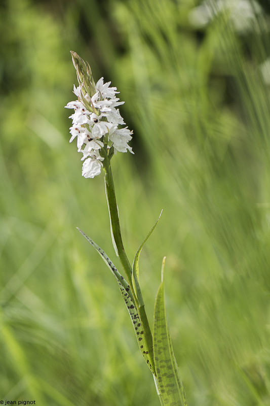 orchis a feuilles tachetées-5.JPG