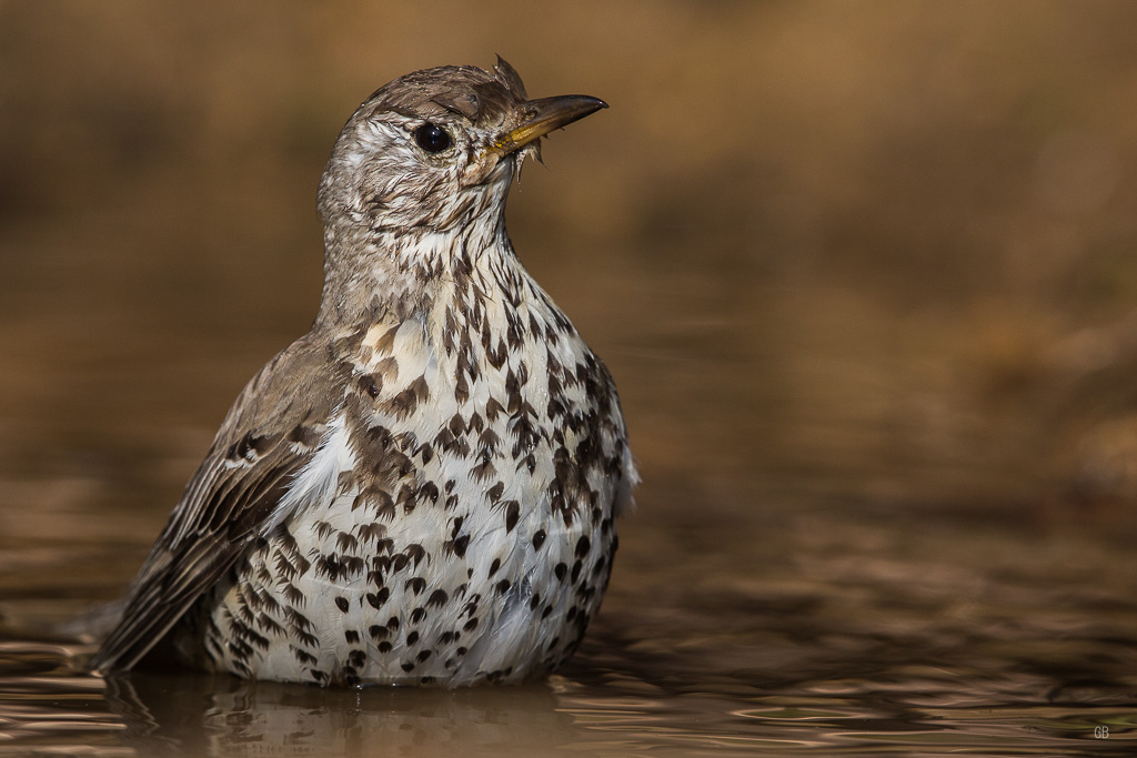 Grive Musicienne (Turdus philomelos) (3).jpg