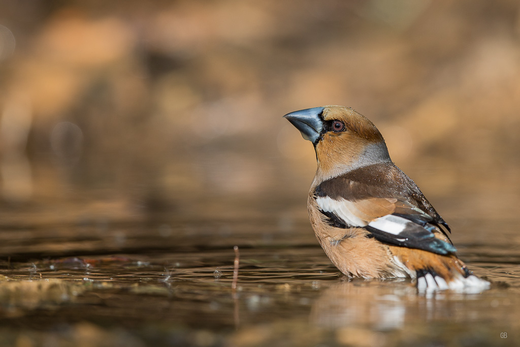 Gros Bec Casse Noyaux (Coccothraustes coccothraustes) (4).jpg