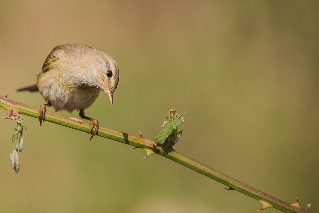 Pouillot Fitis (Phylloscopus trochilus) (1).jpg