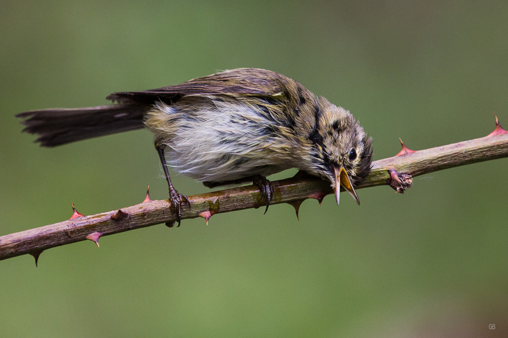 Pouillot Fitis (Phylloscopus trochilus) (6).jpg