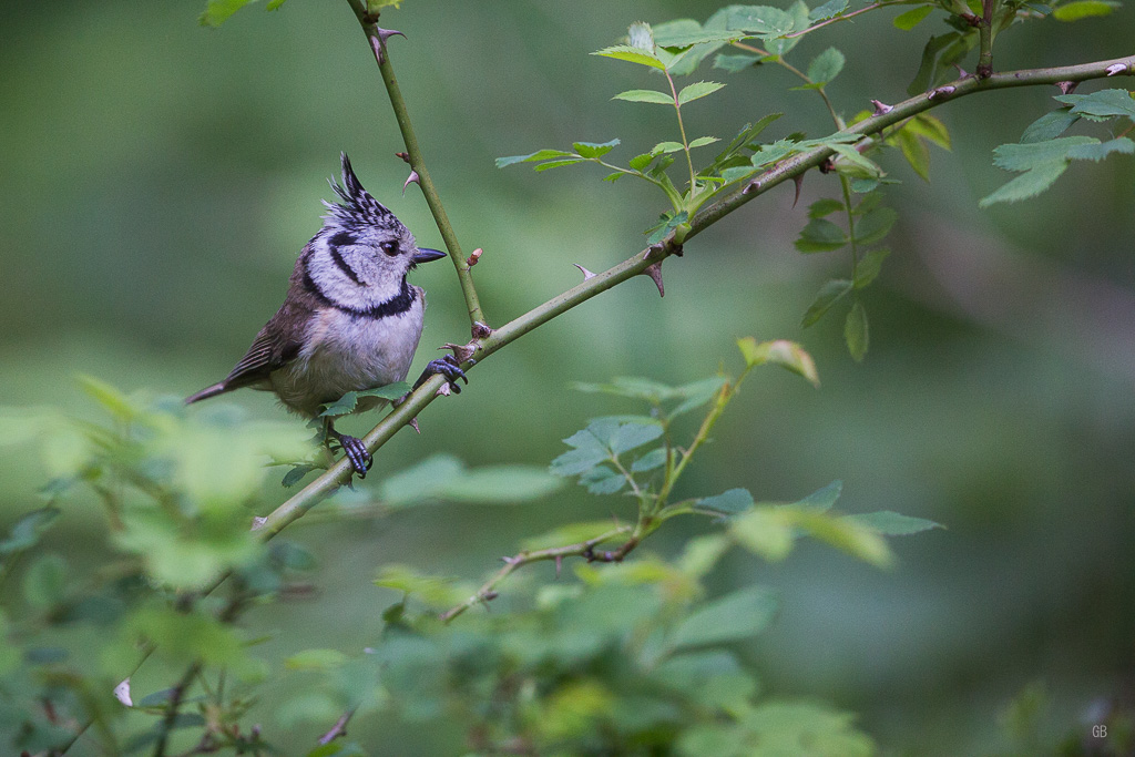 Mésange Huppée (Lophophanes cristalus) (1).jpg