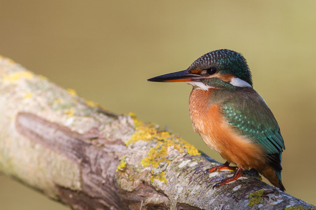 Martin pêcheur (Alcedo athis) (1).jpg