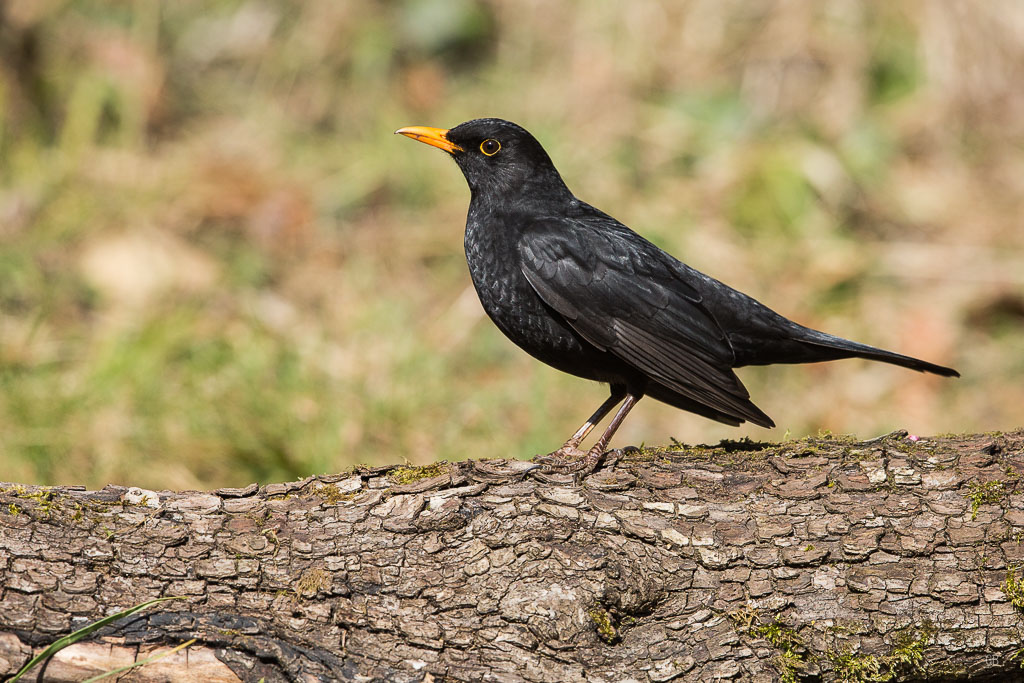 Merle noir (Turdus merula) (2).jpg