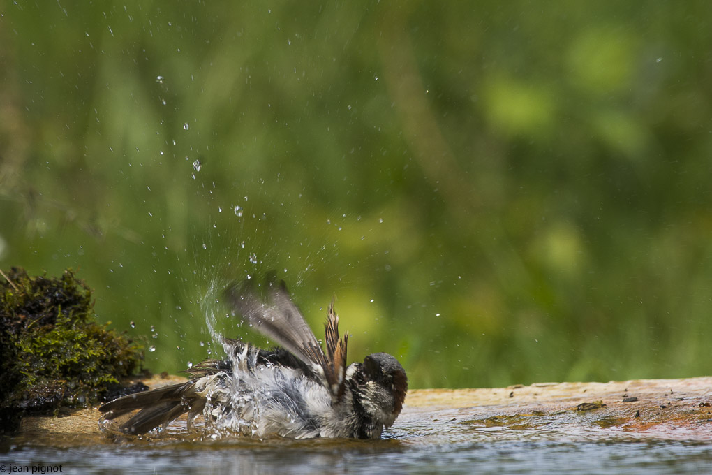 moineau drink station-14.JPG