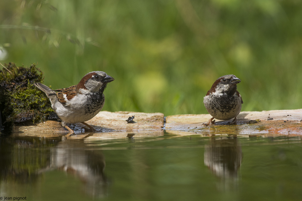 moineau drink station-12.JPG