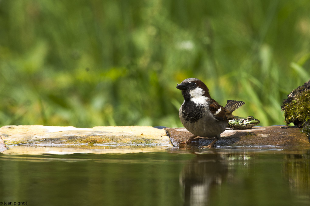 moineau drink station-13.JPG