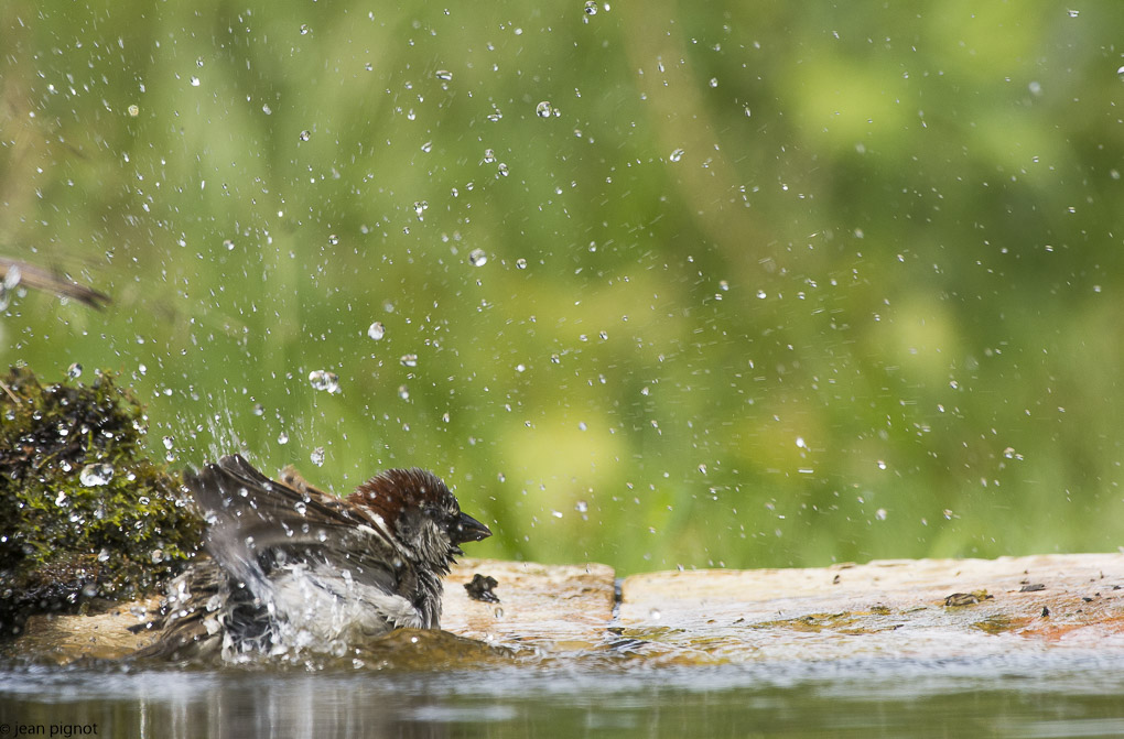 moineau drink station-15.JPG