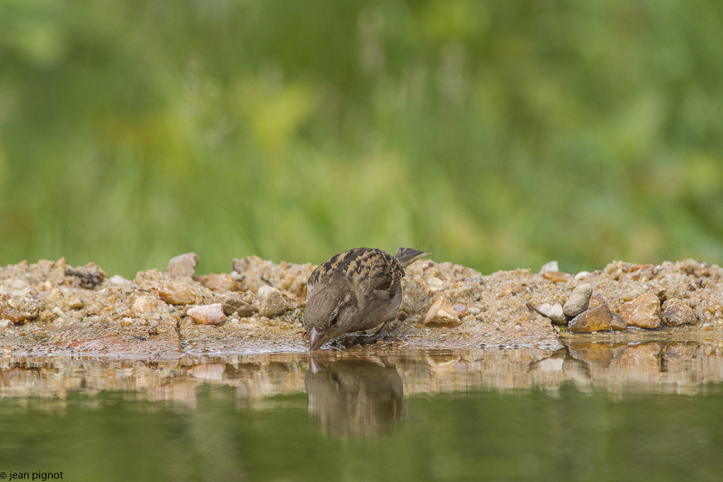 moineau drink station-16.JPG