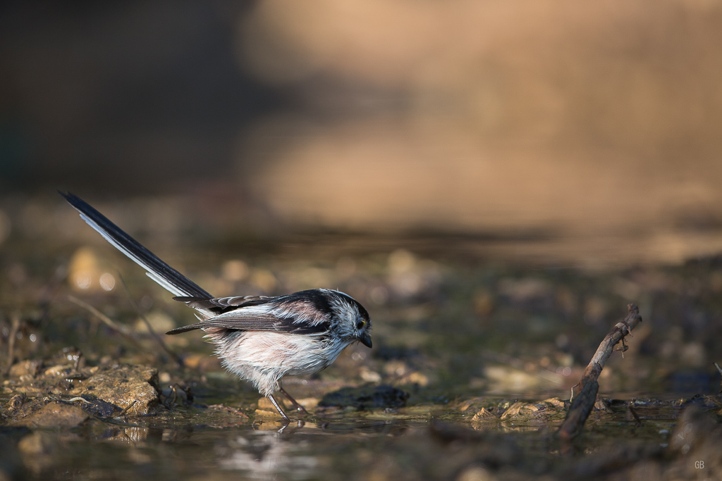 Mésange à Longue Queue (Aegithalos caudatus) (3).jpg