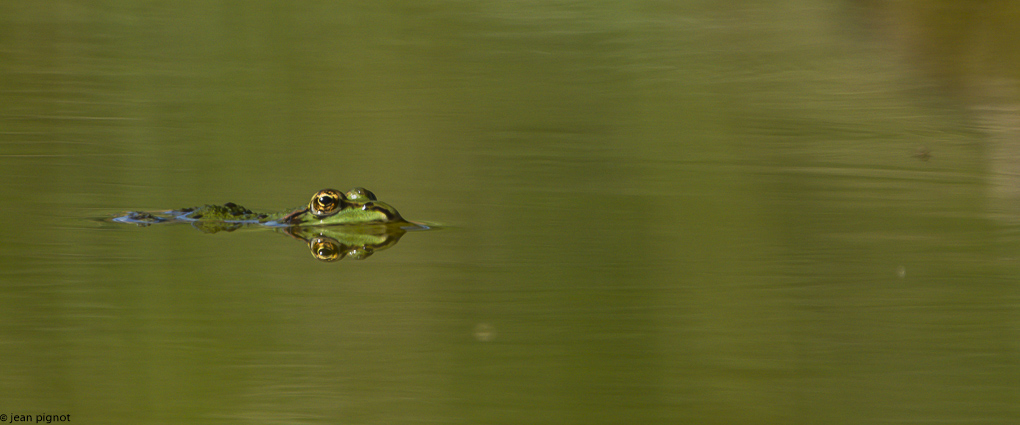 grenouille en pano.JPG