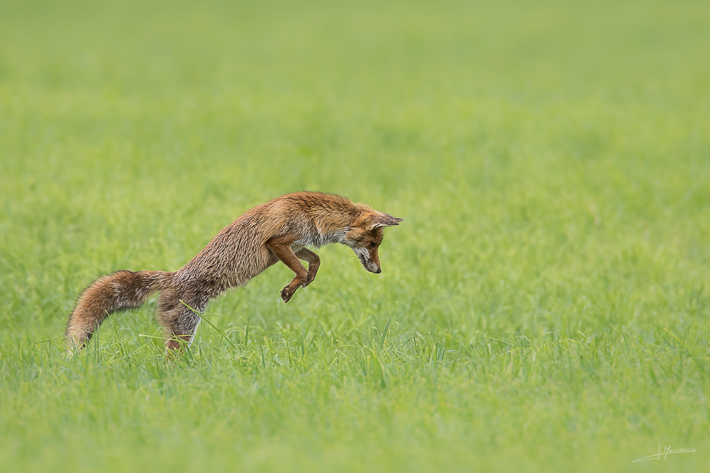 forum I et N netté forum I et N 2017-06 renard roux 017.jpg