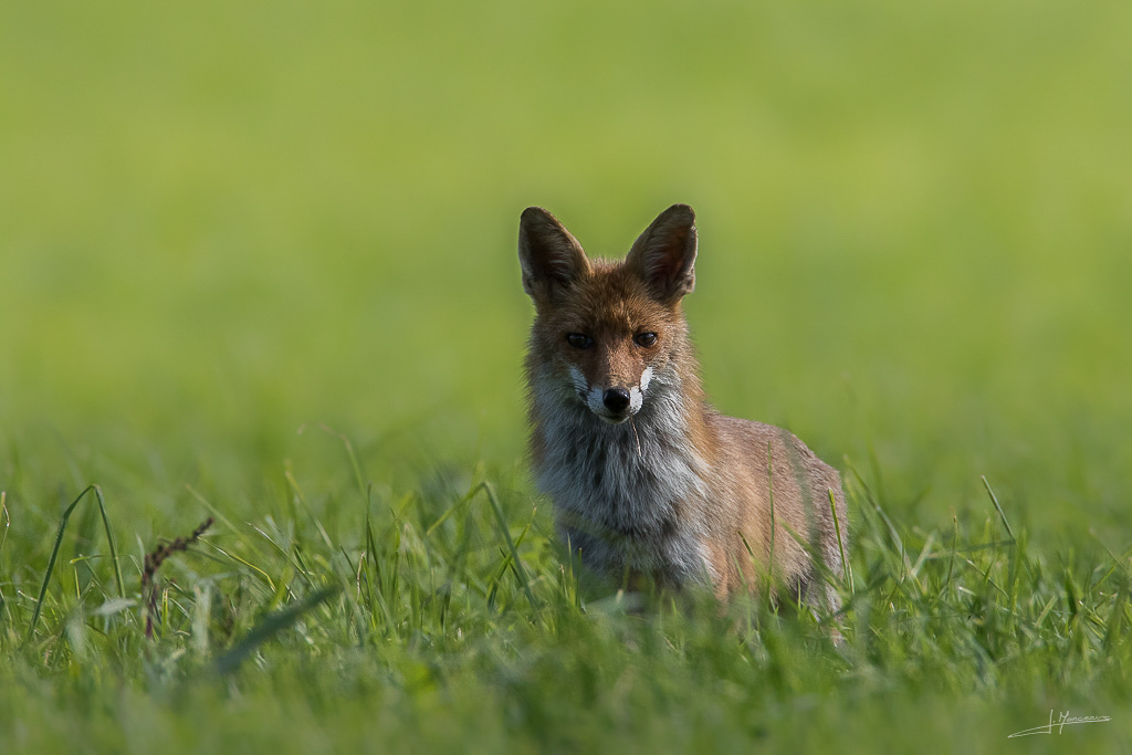 forum I et N netté forum I et N 2017-06 renard roux 034.jpg