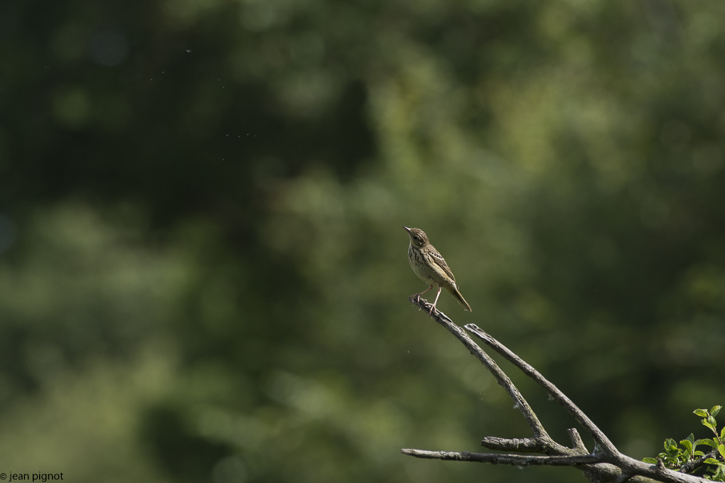 pipit farlouse.JPG