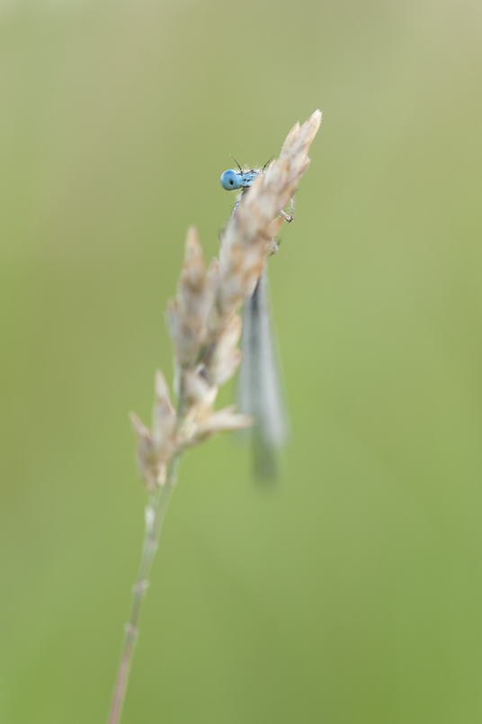 Platycnemis pennipes_00007_10-06-2017.jpg