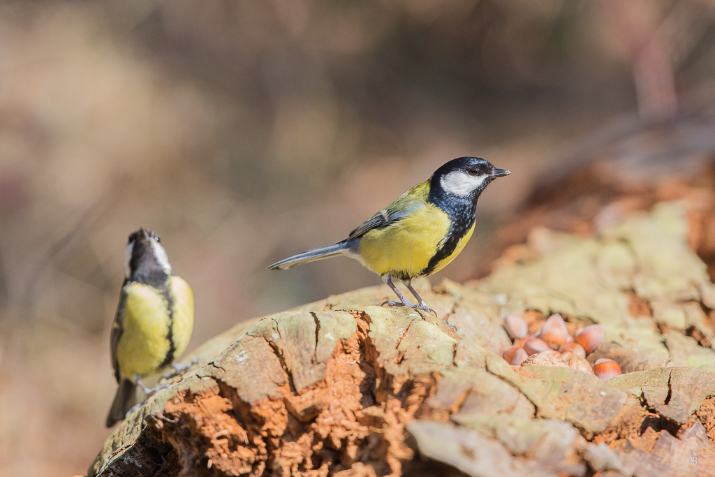 Mésange Charbonnière (Parus major) (3).jpg