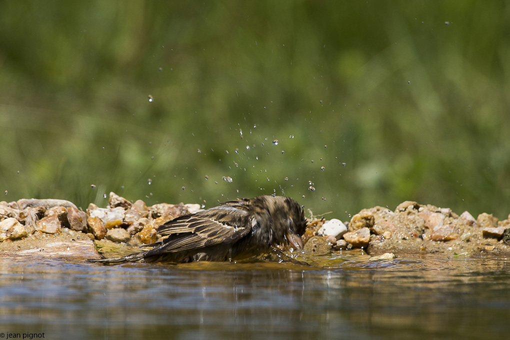 moineau femelle drink station.JPG