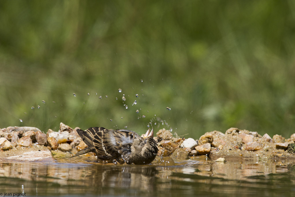 moineau femelle drink station-2.JPG