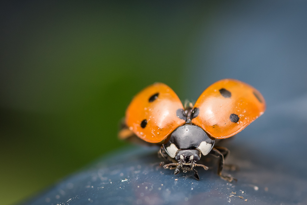 Coccinelle.jpg