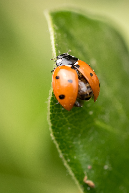 Coccinelle2-2.jpg