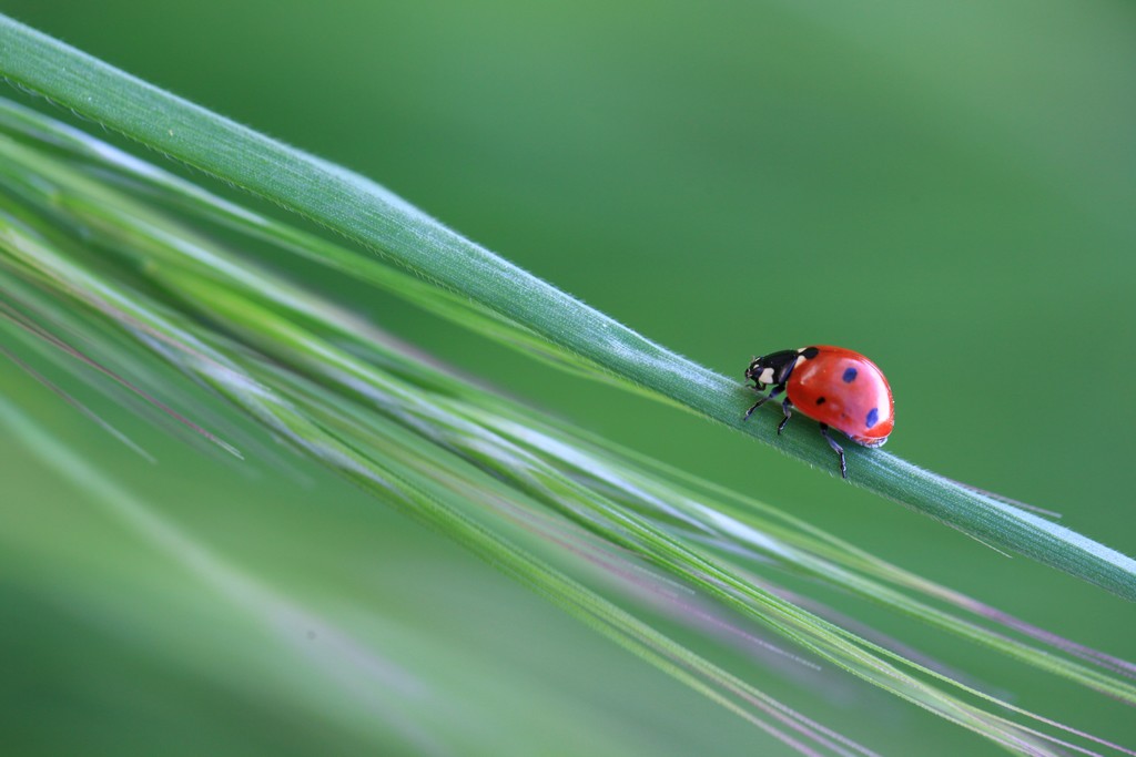 coccinelle 1.jpg