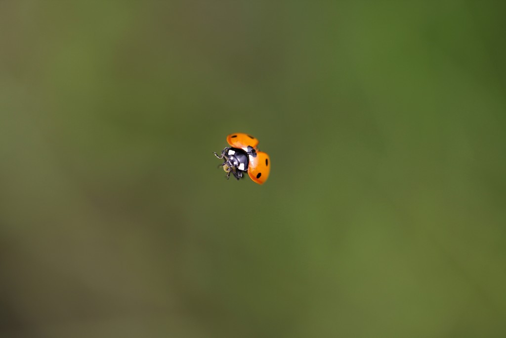 coccinelle 2.JPG