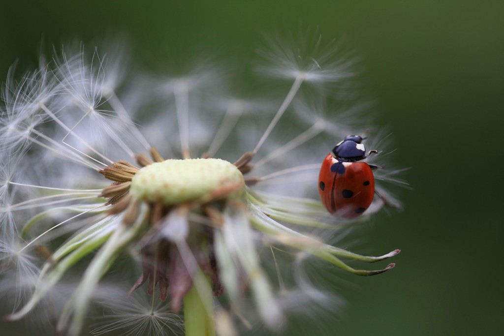 coccinelle 3.jpg