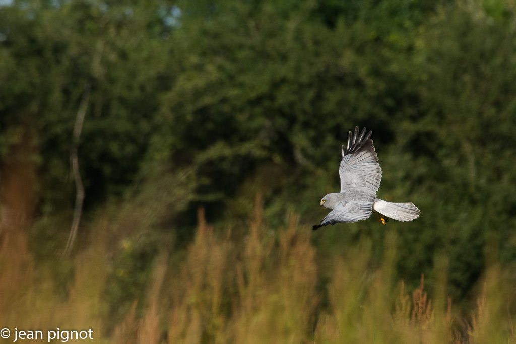 busard st martin male juin-3.jpg