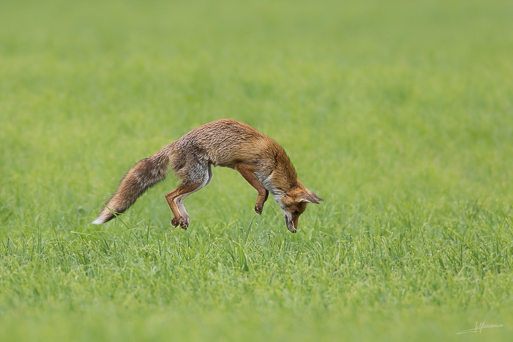 forum I et N netté forum I et N 2017-06 renard roux 018.jpg